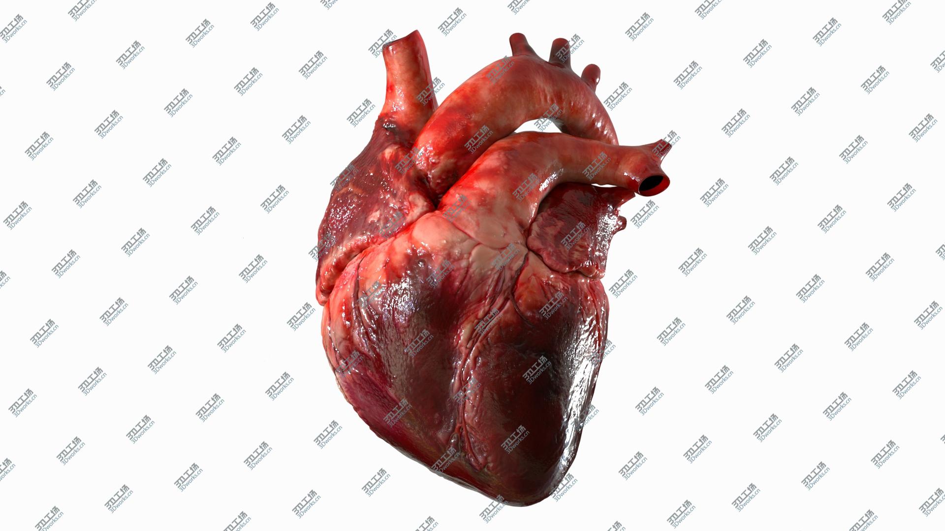images/goods_img/20210113/3D Human Heart Anatomy (Animation) model/3.jpg